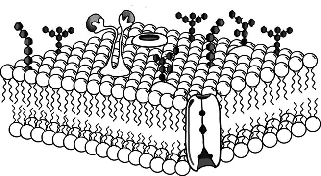 Cell Membrane and Transport Proteins png