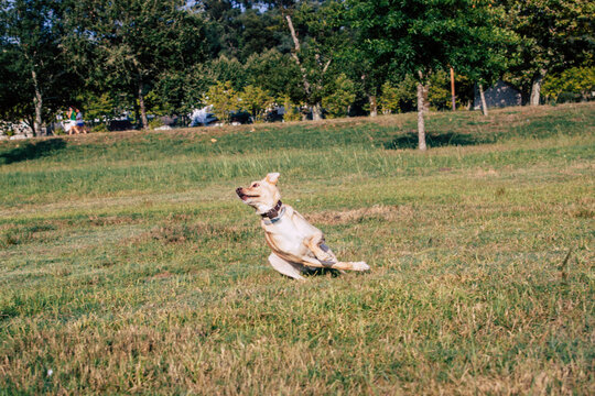 perro jugando con la pelota