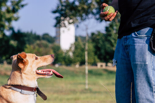 perro jugando con la pelota