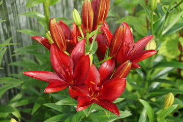 Beautiful flowers of burgundy lily Dark secret grows in an ornamental garden on a sunny summer day.