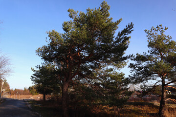 A couple of green trees in the middle of the winter. No snow. Sunny day with clear blue sky. Järfälla, Stockholm, Sweden.