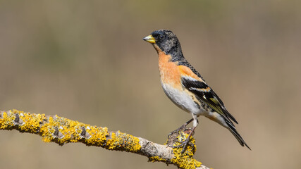 Fototapeta premium Brambling male sittting on a narrow branch