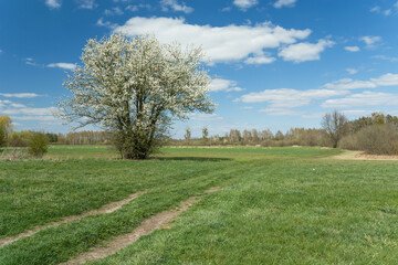 A blossoming tree next to the road on a meadow