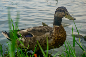 Duck in the park by the water