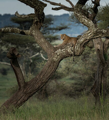 Fototapeta na wymiar African Leopard in a tree