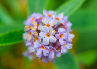 Butterfly Bush Bloom
