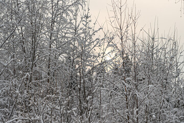 Fototapeta na wymiar Winter landscape in Birch trees under the snow. Scandinavia. Finnish nature