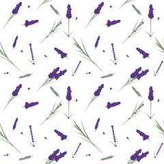lavender seamless pattern, lila flowers leaves. vector herbal plant set