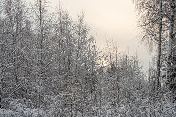 Winter landscape in Birch trees under the snow. Scandinavia. Finnish nature