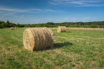 Round hay bales lying on the meadow