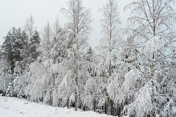 Winter landscape in Birch trees under the snow. Scandinavia. Finnish nature