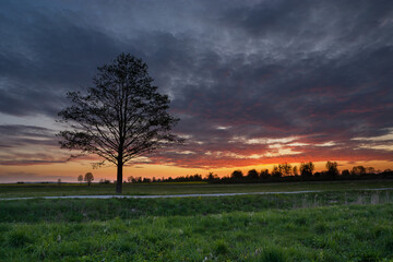 Fototapeta premium A beautiful sunset and a tree to the meadow