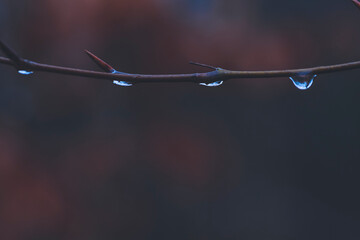 Water Drops on a Branch, Drops of water hanging from a branch