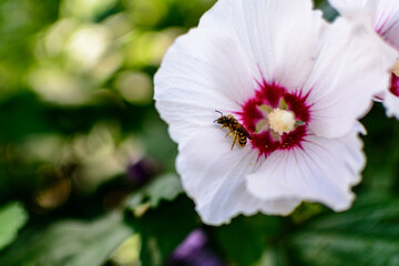 pink and white flower