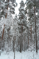 Winter landscape in a mixed pine-spruce forest, Scandinavia. Finnish nature