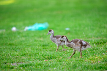 Close Up Of Two Young Baby Egyptian Gooses At Amsterdam The Netherlands 26-6-2020