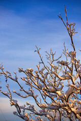 Branches of trees in the snow against a blue sky with shallow depth of field