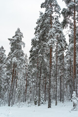 Winter landscape in a mixed pine-spruce forest, Scandinavia. Finnish nature
