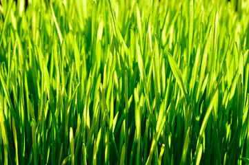 Nature green grass texture grow plant