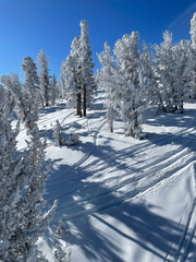 Scenic view of the snow covered trees and slopes at a ski resort on a bluebird day
