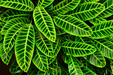 Tropical leaf texture nature plant pattern