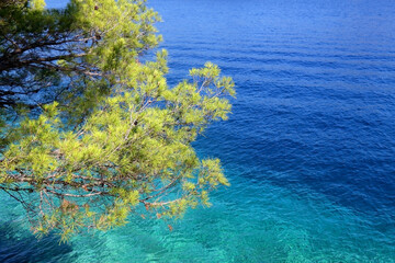Fototapeta na wymiar Pine tree on the shore. Picturesque Mediterranean landscape on island Lastovo, Croatia.