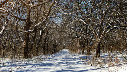Winter in woods, snow-covered garden trees, road between trees,  winter scene of nature