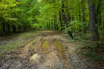 Puddles on the road in the green forest