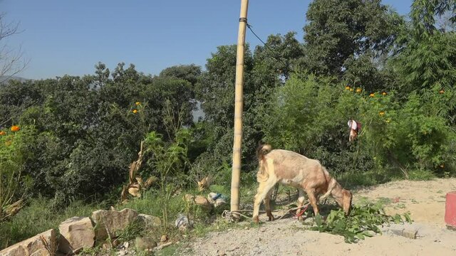 Goat tied to bamboo eating leaves, Banepa, Bagmati Province, Nepal