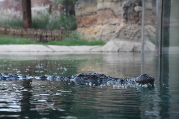 Naklejka na ściany i meble Eye of crocodile swimming in the lake