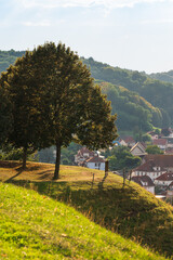 Beautiful tree on a tourist point of view of a French village.