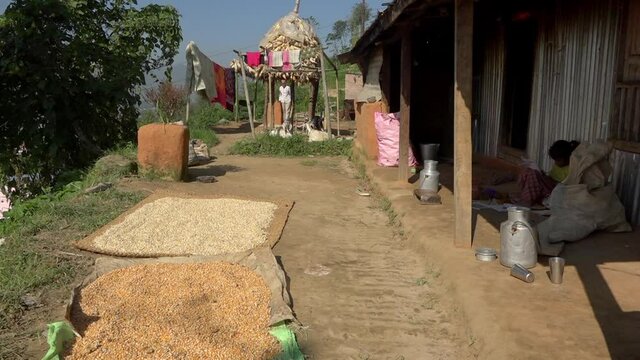 Grains left in sun for drying in village, Banepa, Bagmati Province, Nepal