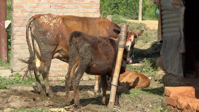 Cow and calves, Banepa, Bagmati Province, Nepal