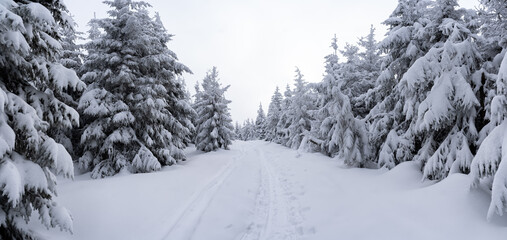 zimowy szlak górski w iglastym lesie - obrazy, fototapety, plakaty