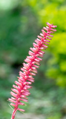 Aechmea gamosepala, a bromeliad endemic to southern Brazil