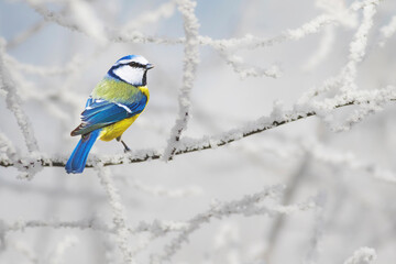 Cute little birds. Winter nature background. Blue tit.