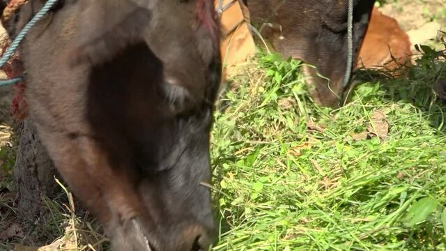 Close-up of two cows eating grass, Banepa, Bagmati Province, Nepal