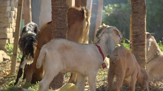 Group of goats, Banepa, Bagmati Province, Nepal