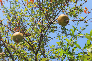 Ripe Pomegranate hanging on tree fruit
