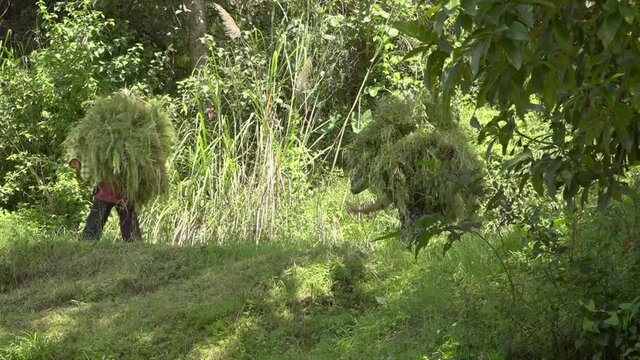 People carrying bundles of grass along dirt road, Banepa, Bagmati Province, Nepal