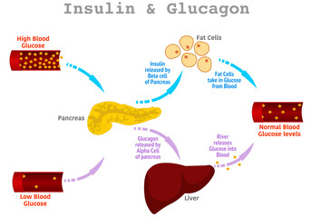 Insulin glucagon. Regulation of high, low blood sugar levels in the blood by the pancreas, stages. Liver, fat, alpha, beta cell, glucose function. Diabetes treatment steps.  Illustration vector
