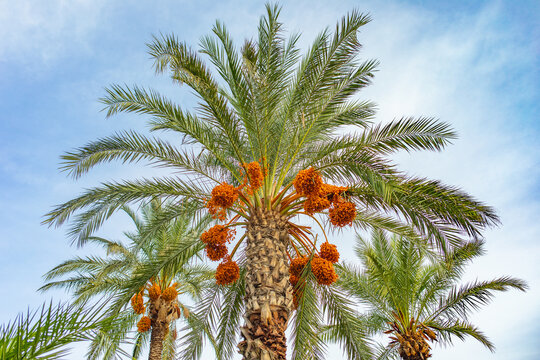 Palm tree with date berries in Antalya, Turkey.