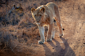 Portrait of a beautiful young lioness walking on the dirt road in Hlane National Park, eSwatini -...