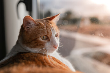 close up. brown and white cat with yellow eyes looking outside from the window