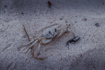 The crab