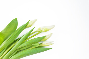 Happy Valentine's day or international women day greeting card. Bouquet of white tulips on white background. Space for text, flat lay