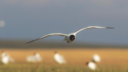 Flying Gull. Nature background. Bird: Mediterranean Gull. 