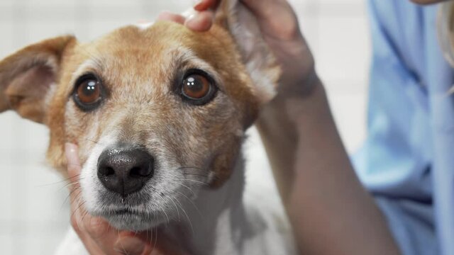 Female vet checking ears of adorable jack russell terrier dog. Cropped shot of a cute puppy having its ears examined by professional veterinarian