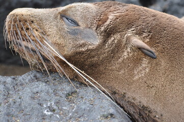 sea lion resting on rock