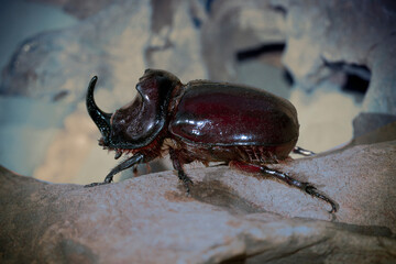 Buggie